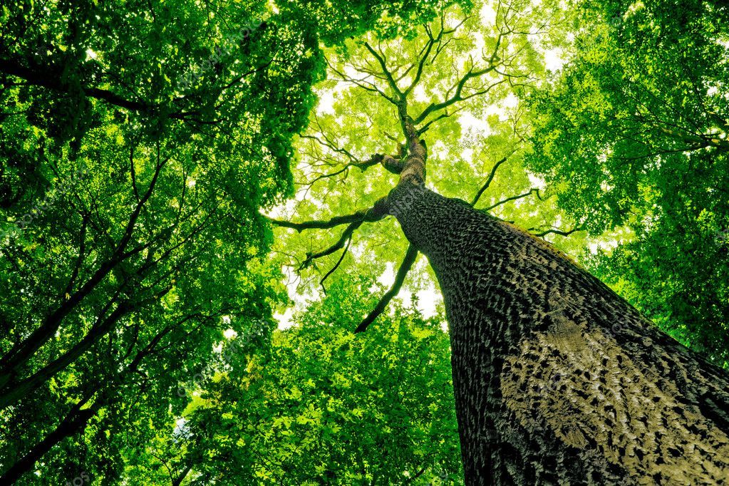 depositphotos_9844164-stockafbeelding-bos Cognitieve gedragstherapie, mindfulness of bewegen