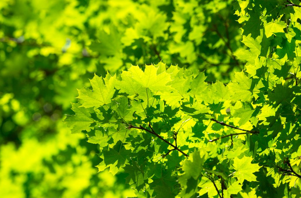Green nature background with maple leaves